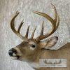 Whitetail Deer Taxidermy Shoulder Mount For Sale - Image 7