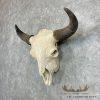 American Buffalo/Bison Skull Taxidermy Mount For Sale - Image 2