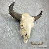 American Buffalo/Bison Skull Taxidermy Mount For Sale - Image 3