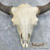 American Buffalo/Bison Skull Taxidermy Mount For Sale - Image 4