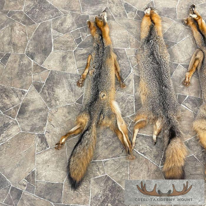 7-Pack Shop Special Taxidermy Hides For Sale - Image 2