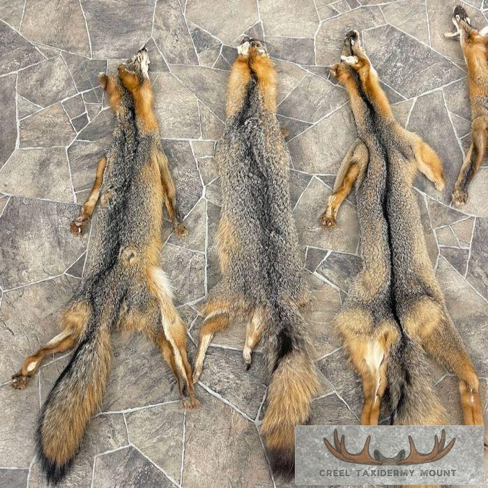 7-Pack Shop Special Taxidermy Hides For Sale - Image 3