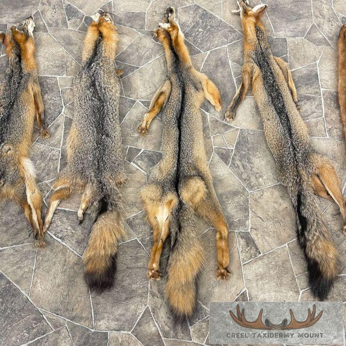 7-Pack Shop Special Taxidermy Hides For Sale - Image 4