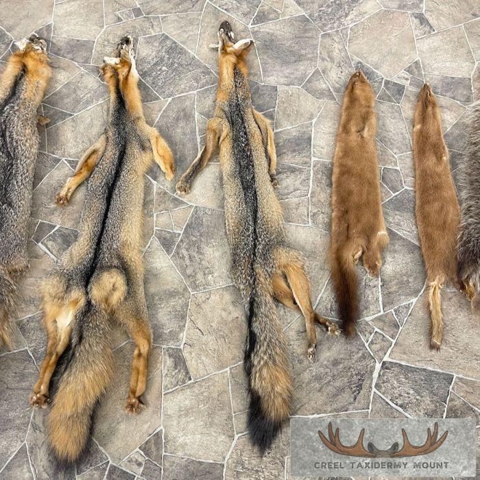 7-Pack Shop Special Taxidermy Hides For Sale - Image 5