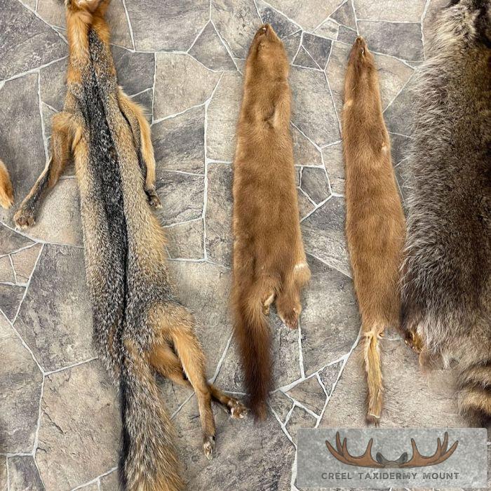 7-Pack Shop Special Taxidermy Hides For Sale - Image 6