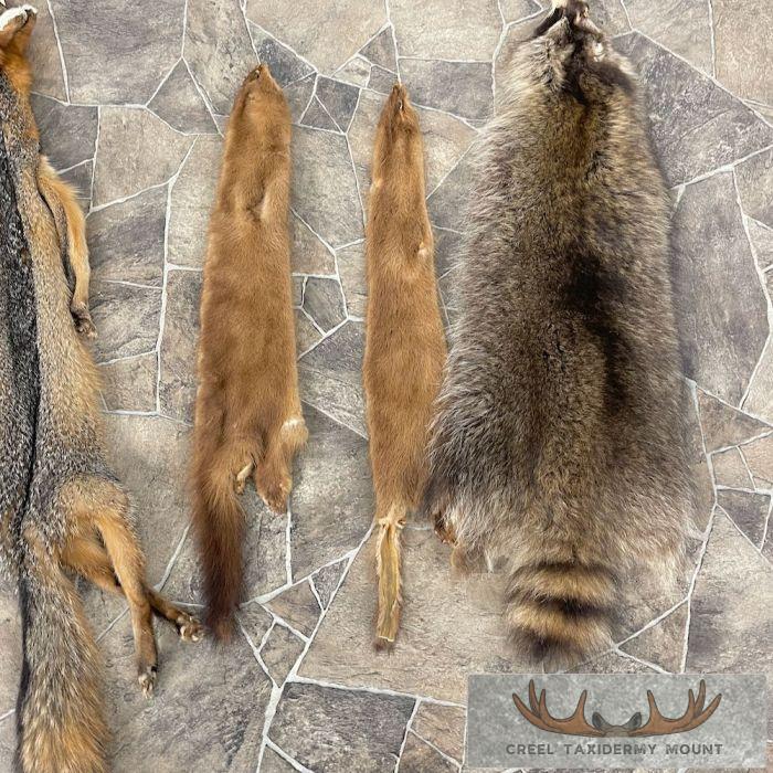 7-Pack Shop Special Taxidermy Hides For Sale - Image 7