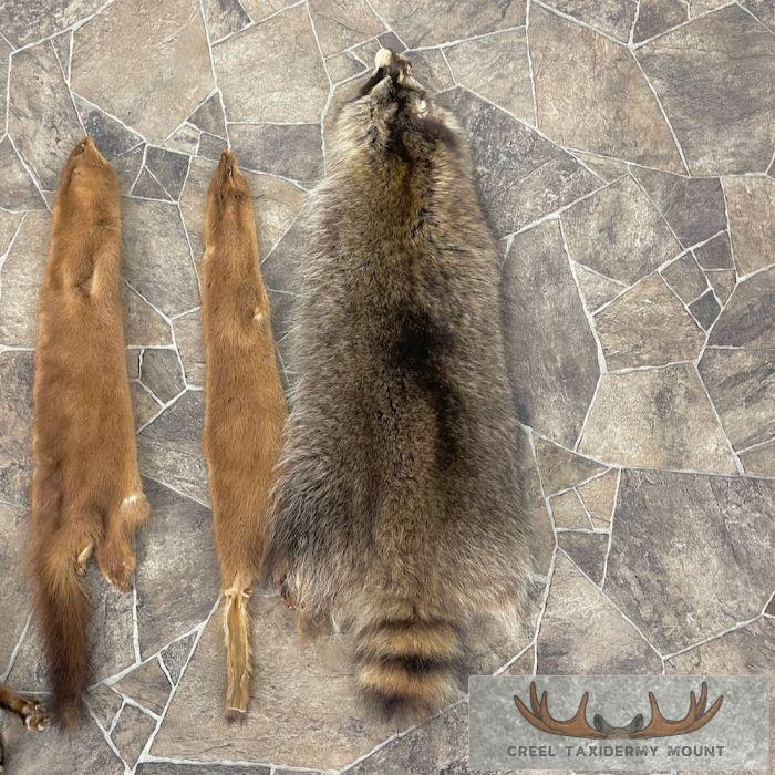 7-Pack Shop Special Taxidermy Hides For Sale - Image 8