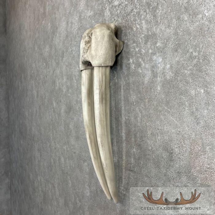 Walrus Replica Skull & Tusks Taxidermy Mount For Sale - Image 2