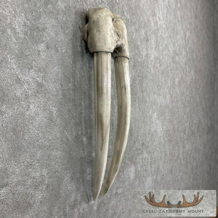 Walrus Replica Skull & Tusks Taxidermy Mount For Sale - Image 3