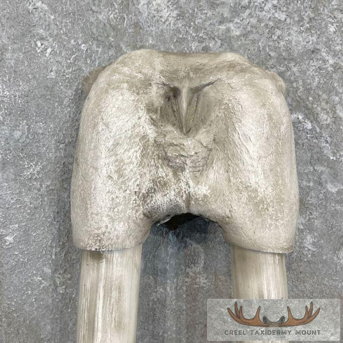 Walrus Replica Skull & Tusks Taxidermy Mount For Sale - Image 4