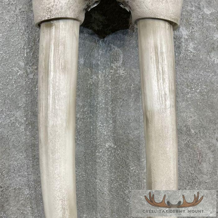Walrus Replica Skull & Tusks Taxidermy Mount For Sale - Image 5