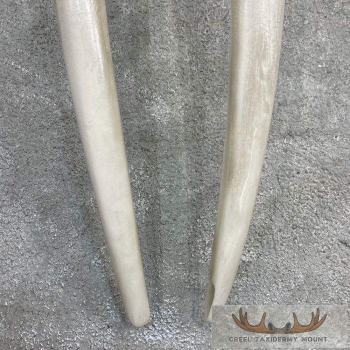 Walrus Replica Skull & Tusks Taxidermy Mount For Sale - Image 6