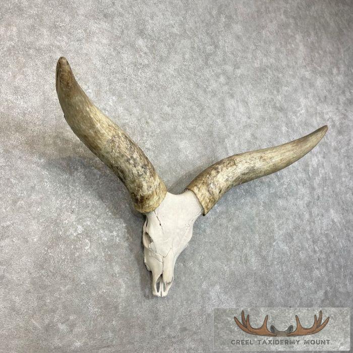 Watusi Longhorn Skull European Taxidermy Mount For Sale - Image 3