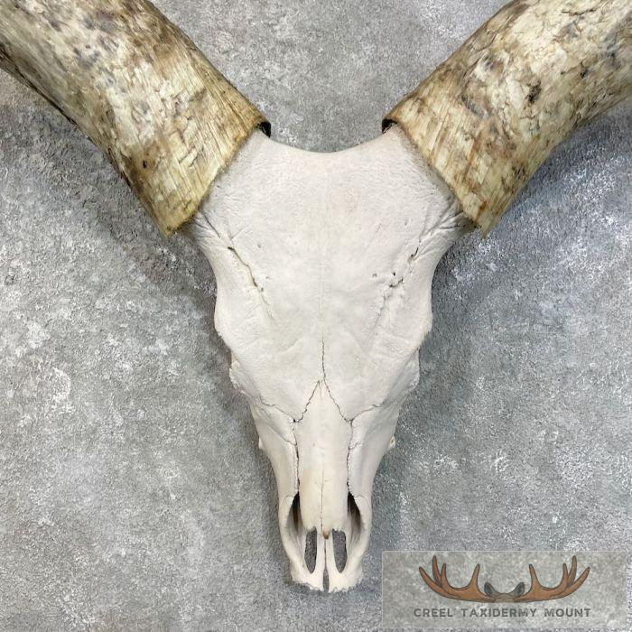 Watusi Longhorn Skull European Taxidermy Mount For Sale - Image 4