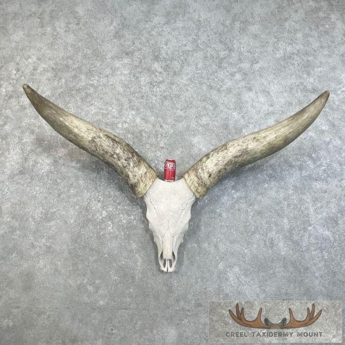 Watusi Longhorn Skull European Taxidermy Mount For Sale - Image 5