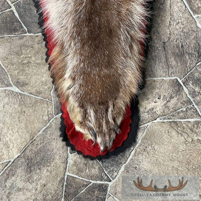 Grey Wolf Full Rug Taxidermy Mount For Sale - Image 2