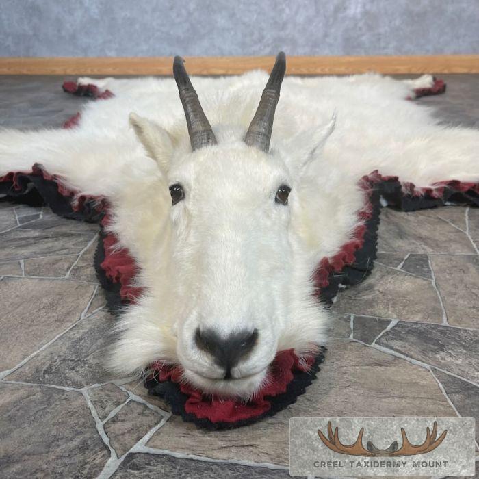 Mount Goat Rug Mountain Goat Full Rug Taxidermy For Sale | Creel Taxidermy