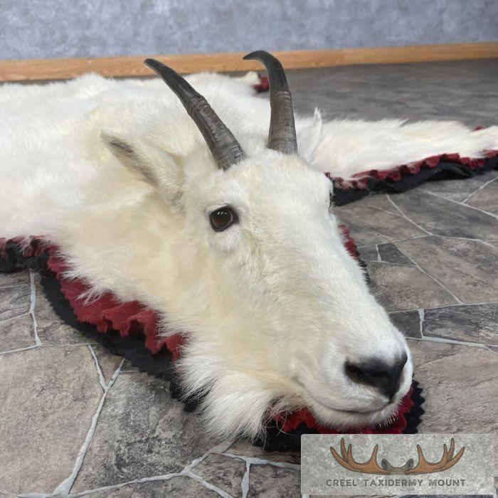 Mount Goat Rug Mountain Goat Full Rug Taxidermy For Sale | Creel Taxidermy