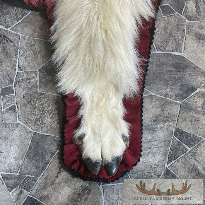 Mount Goat Rug Mountain Goat Full Rug Taxidermy For Sale | Creel Taxidermy
