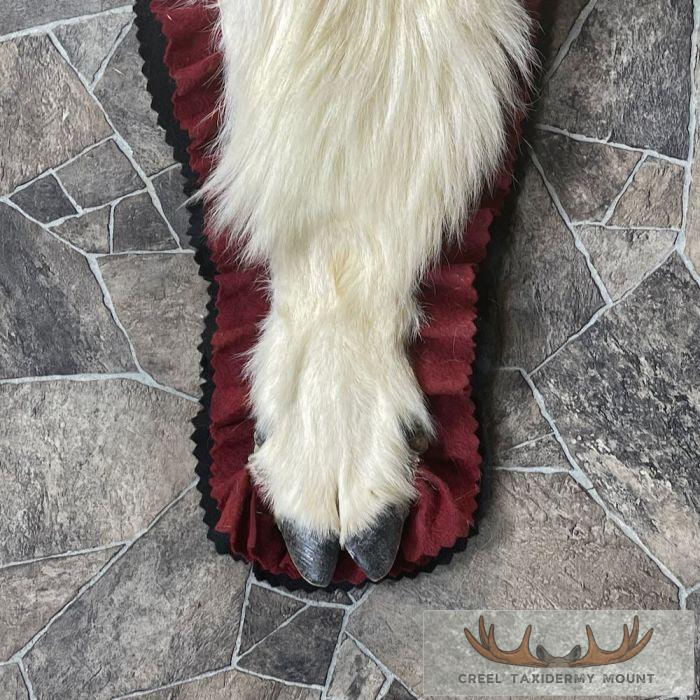 Mount Goat Rug Mountain Goat Full Rug Taxidermy For Sale | Creel Taxidermy