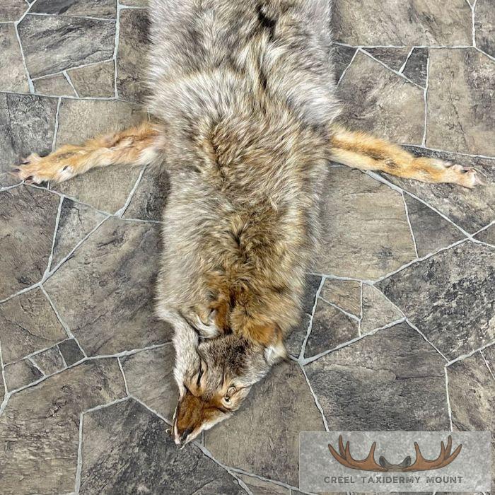 Coyote Tanned Hide Taxidermy For Sale - Image 3