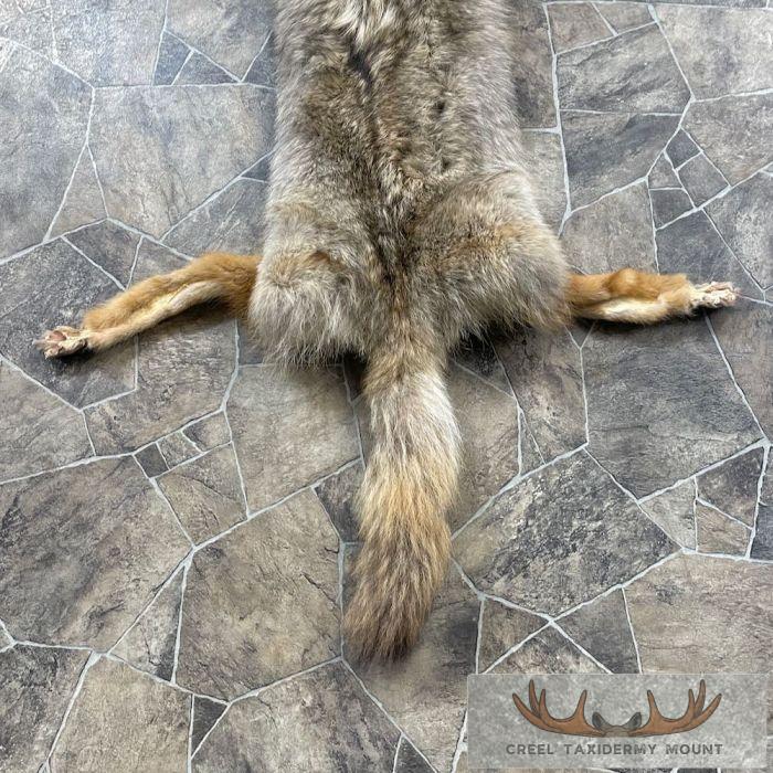 Coyote Tanned Hide Taxidermy For Sale - Image 4