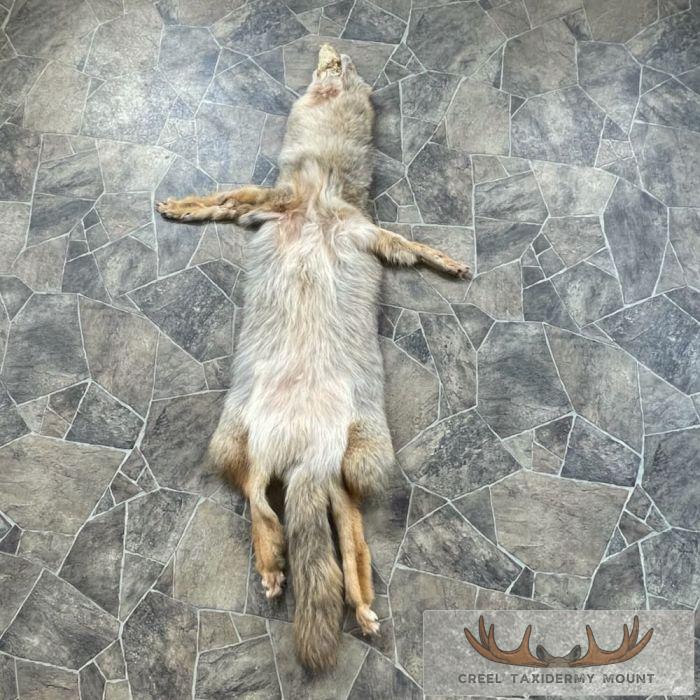 Coyote Tanned Hide Taxidermy For Sale - Image 5
