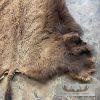American Buffalo (Bison) Taxidermy Hide For Sale - Image 2