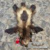 Alaskan Wolverine Tanned Hide For Sale - Image 2