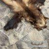 Alaskan Wolverine Tanned Hide For Sale - Image 3
