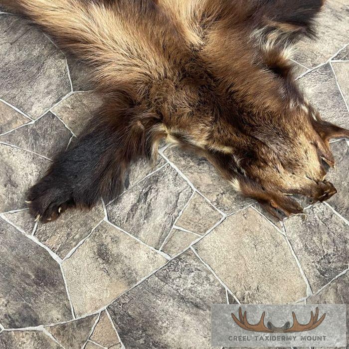Alaskan Wolverine Tanned Hide For Sale - Image 3