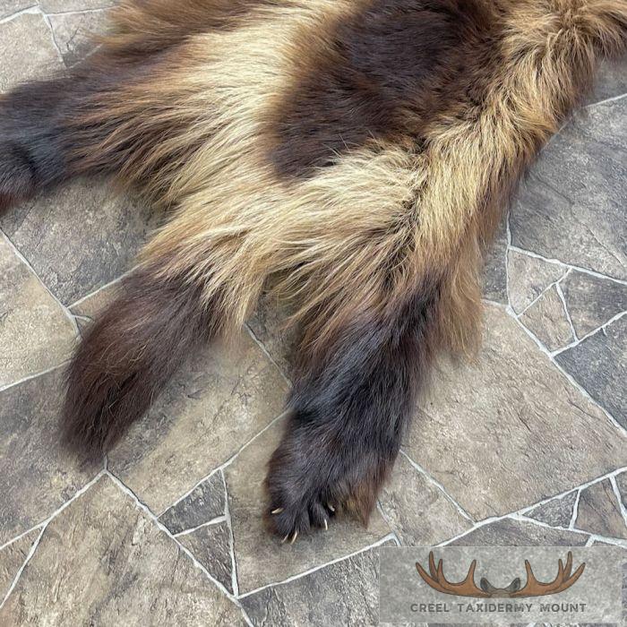 Alaskan Wolverine Tanned Hide For Sale - Image 4