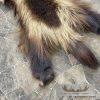 Alaskan Wolverine Tanned Hide For Sale - Image 5