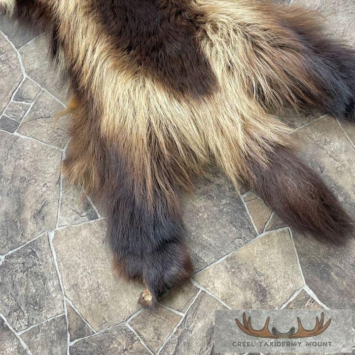Alaskan Wolverine Tanned Hide For Sale - Image 5