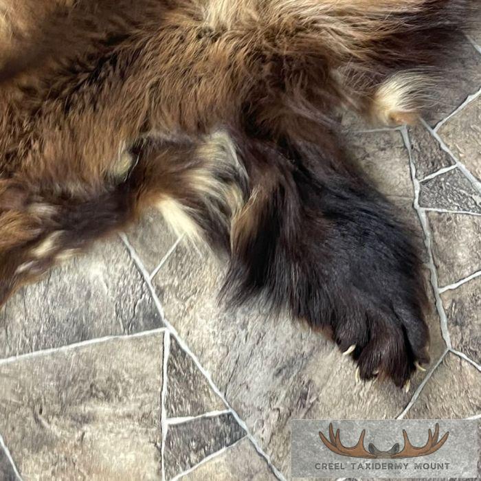 Alaskan Wolverine Tanned Hide For Sale - Image 6