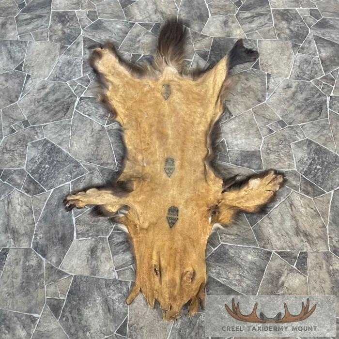 Alaskan Wolverine Tanned Hide For Sale - Image 7