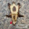 Alaskan Wolverine Tanned Hide For Sale - Image 2