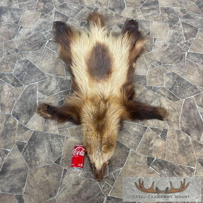 Alaskan Wolverine Tanned Hide For Sale - Image 2