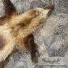 Alaskan Wolverine Tanned Hide For Sale - Image 3