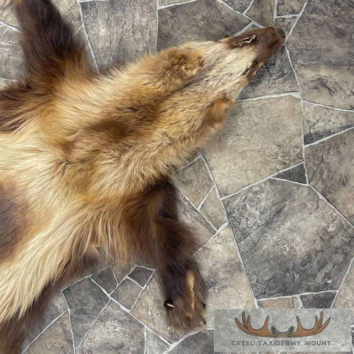 Alaskan Wolverine Tanned Hide For Sale - Image 3