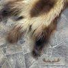 Alaskan Wolverine Tanned Hide For Sale - Image 4