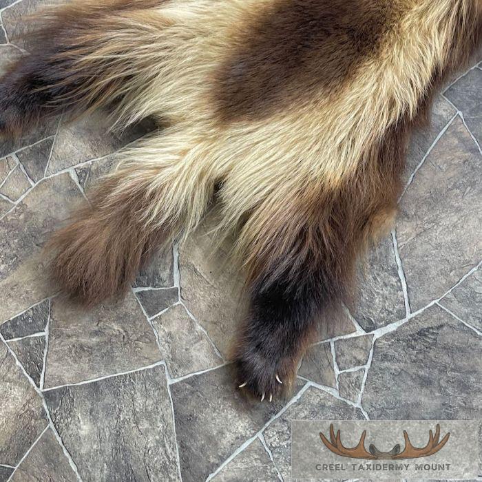 Alaskan Wolverine Tanned Hide For Sale - Image 4