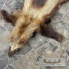 Alaskan Wolverine Tanned Hide For Sale - Image 6