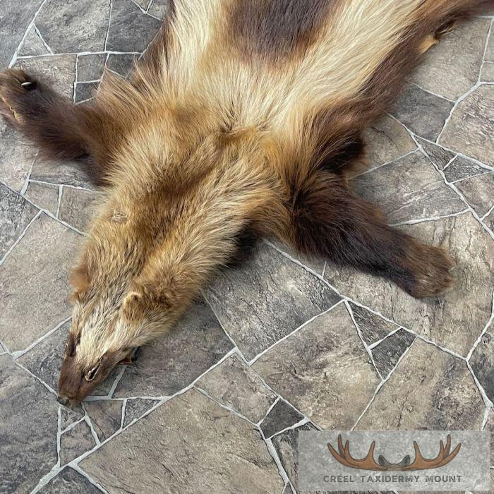 Alaskan Wolverine Tanned Hide For Sale - Image 6