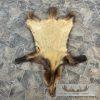 Alaskan Wolverine Tanned Hide For Sale - Image 7