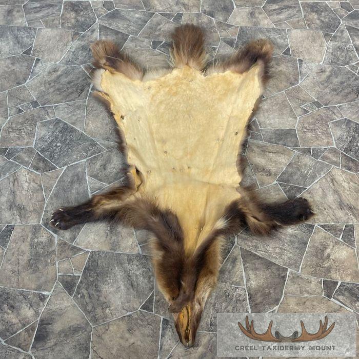 Alaskan Wolverine Tanned Hide For Sale - Image 7