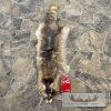 Raccoon Tanned Hide Taxidermy For Sale - Image 2
