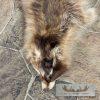 Raccoon Tanned Hide Taxidermy For Sale - Image 3