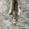 Raccoon Tanned Hide Taxidermy For Sale - Image 4