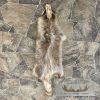 Raccoon Tanned Hide Taxidermy For Sale - Image 5